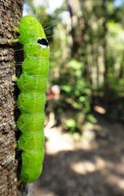 Hinchinbrook Island is home to numerous endangered species